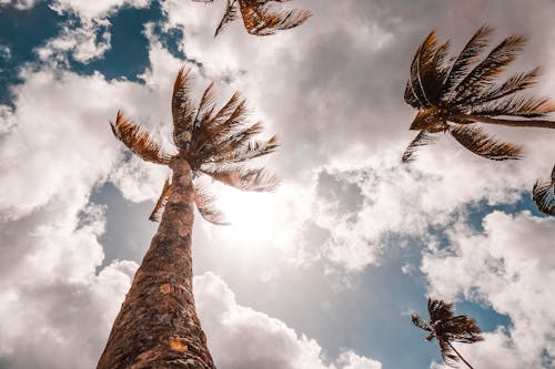 Foto stok gratis awan, langit biru, pohon kelapa