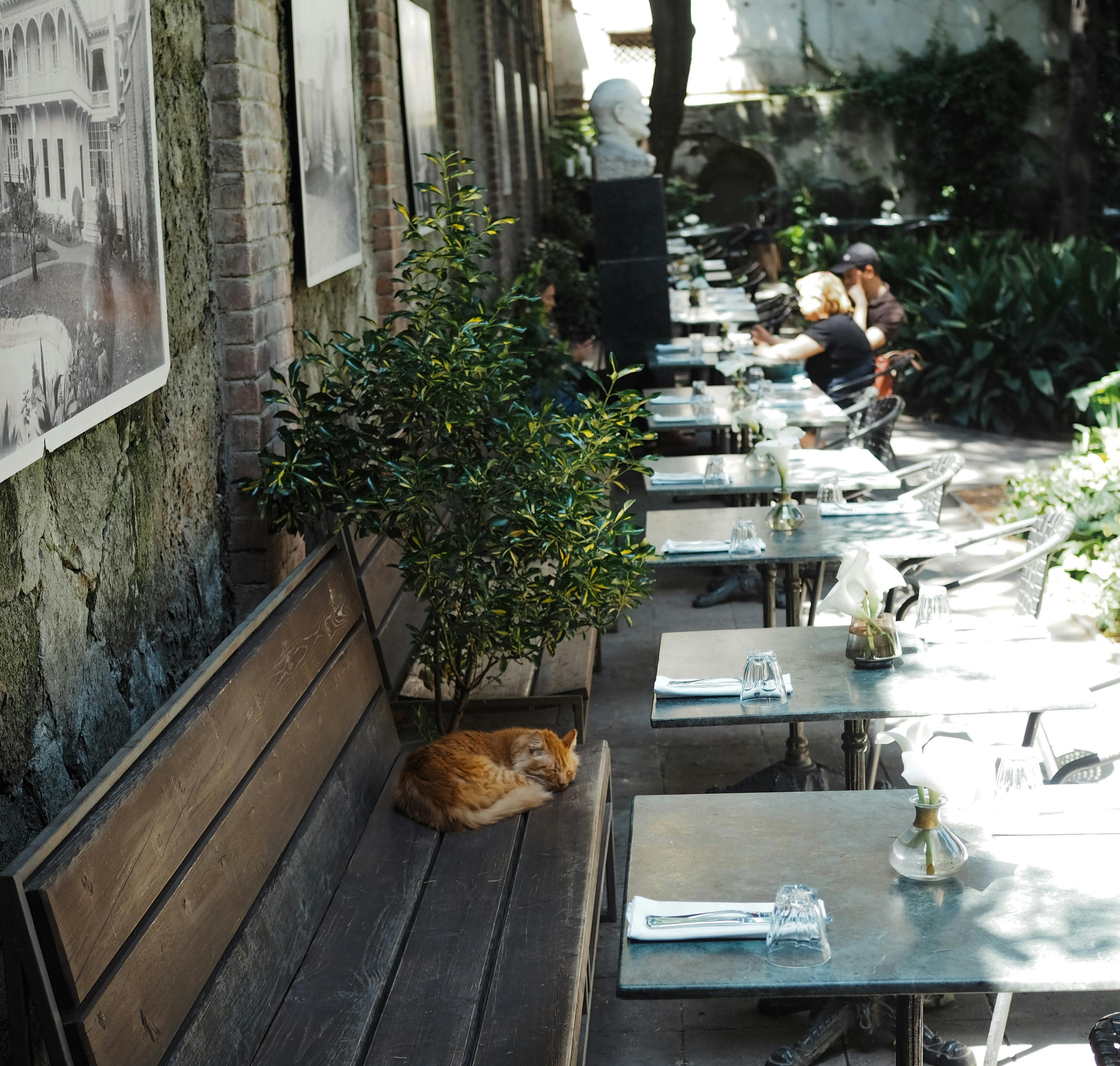 北區新據點！雪山貓咖啡文賢旗艦店斥資2,000萬打造獨特生活餐飲