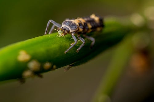 Insecto Alado Marrón Y Amarillo