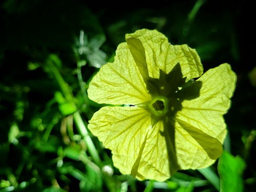 yellow wild flower photography