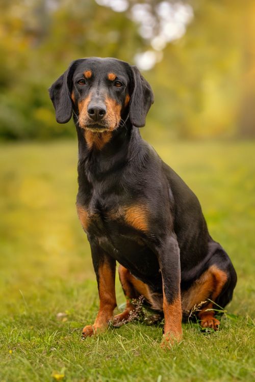 Free A Slovak Hound sitting gracefully in a sunny meadow with a soft focus background. Stock Photo