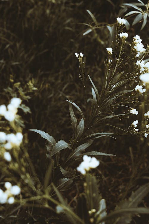 Fiori Petali Bianchi