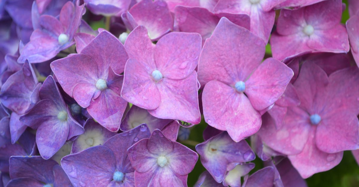 Full Frame Shot of Purple Flowers