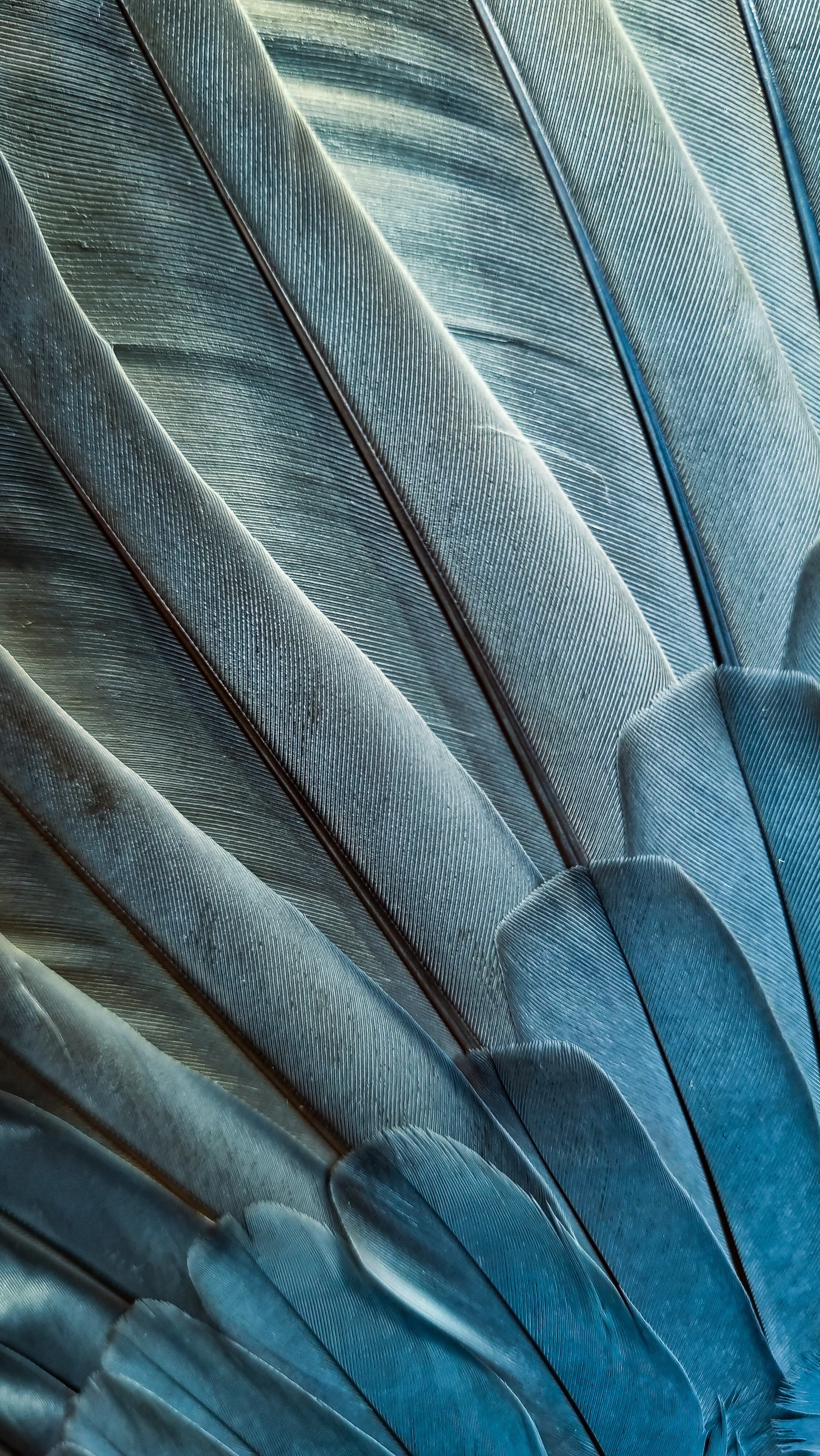 Fotomural Acercamiento intrincado de plumas azules que muestran texturas y patrones delicados a la luz natural.
