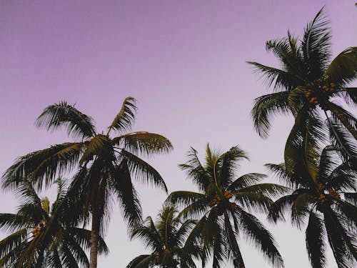 Low Angle Photo of Palm Trees