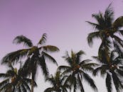 黄昏时分，宁静的紫色天空映衬着棕榈树的剪影，营造出一派热带宁静景象