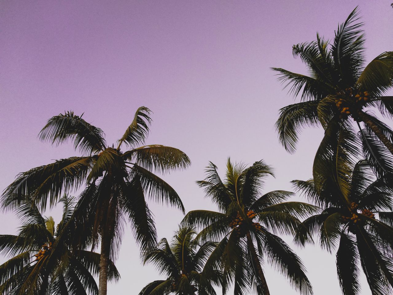 silhouettes of palm trees against a tranquil purple sky during dusk cr