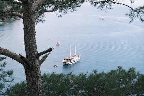 Foto profissional grátis de árvore, barco, cenário