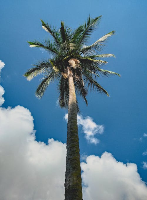 Niedrige Winkelfotografie Der Kokospalme Unter Blauem Himmel