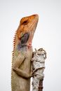 Brown and Beige Lizard on Stone