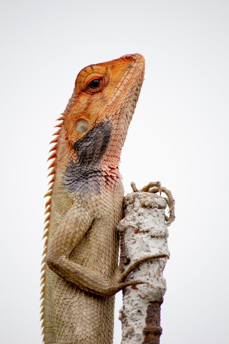 Brown And Beige Lizard On Stone