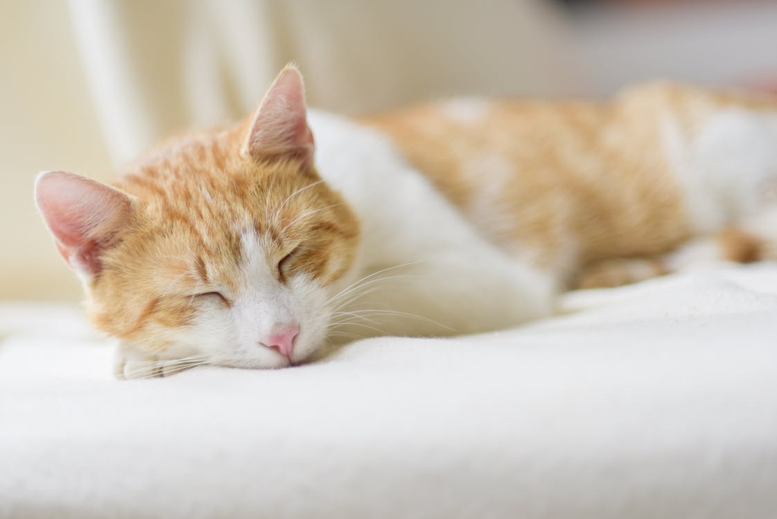 Free Close-up of Ginger Cat Lying on Floor Stock Photo