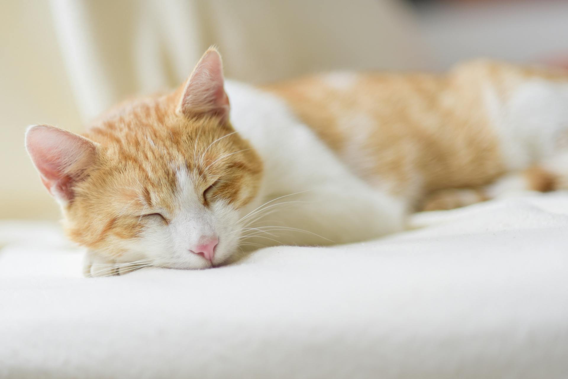 Close-up of Ginger Cat Lying on Floor