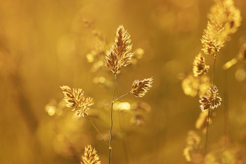 Kostenlos Nahaufnahme Der Weizenpflanze Während Des Sonnenuntergangs Stock-Foto