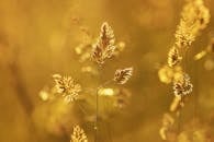 Close-up of Wheat Plant during Sunset