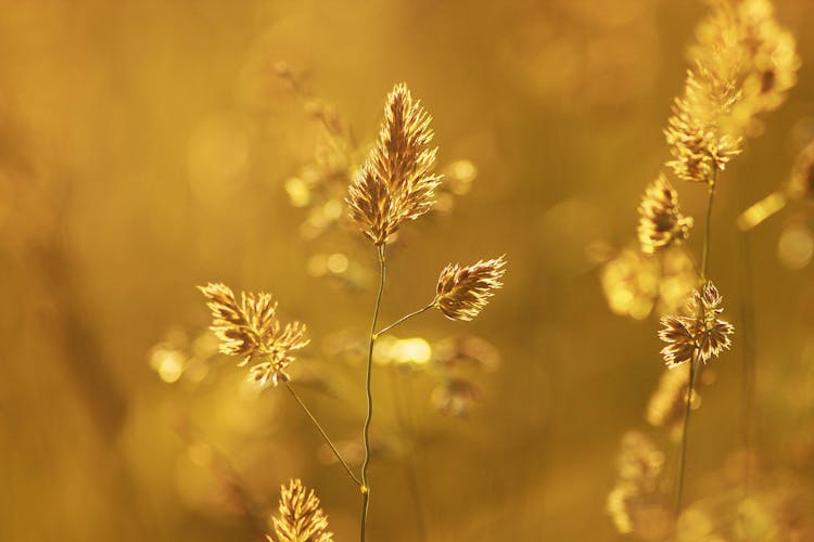 Close-up Of Wheat Plant During Sunset