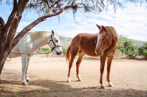 Фотография белых и коричневых лошадей, стоящих под деревом