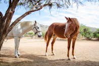 在墨西哥农村一个阳光明媚的日子里，两匹马站在一棵树下