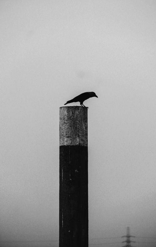 Free A solitary black crow sits atop a weathered pole amidst misty fog, creating a dramatic silhouette. Stock Photo