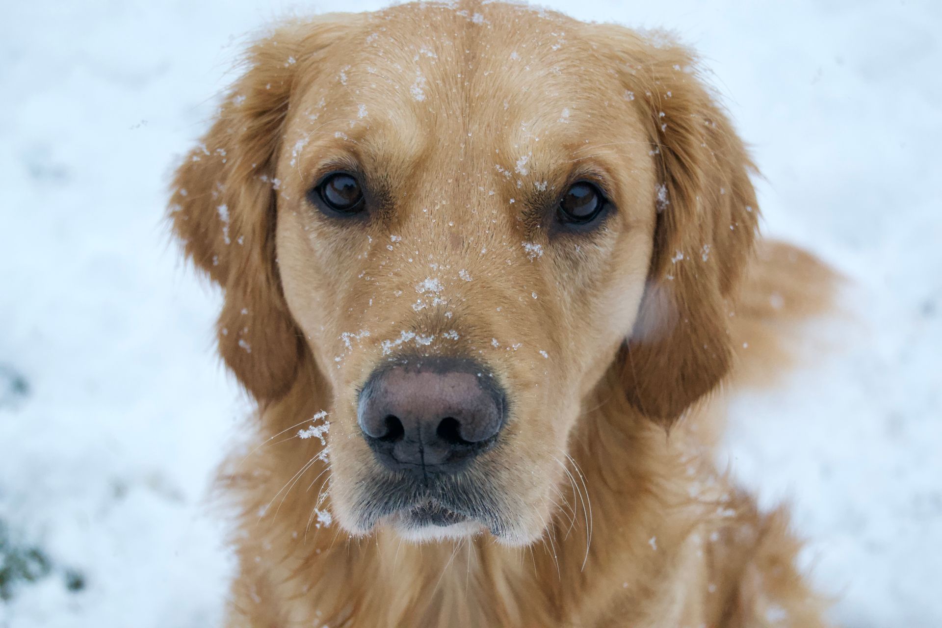 Portrait of Golden Retriever in Winter