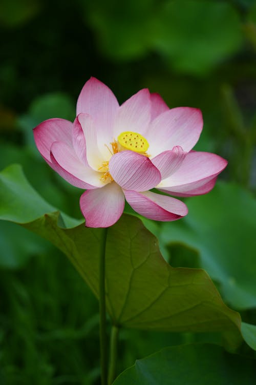 Kostnadsfri bild av bassäng, blad, blomma