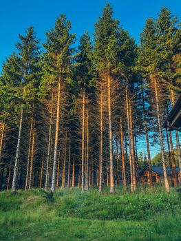 Serene view of lush coniferous forest under a clear blue sky.