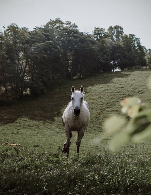 Zdjęcie Białego Konia Biegnącego W Polu Trawy