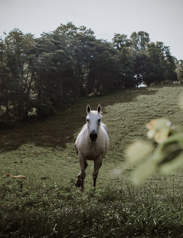 Photo Of White Horse Running In Grass Field