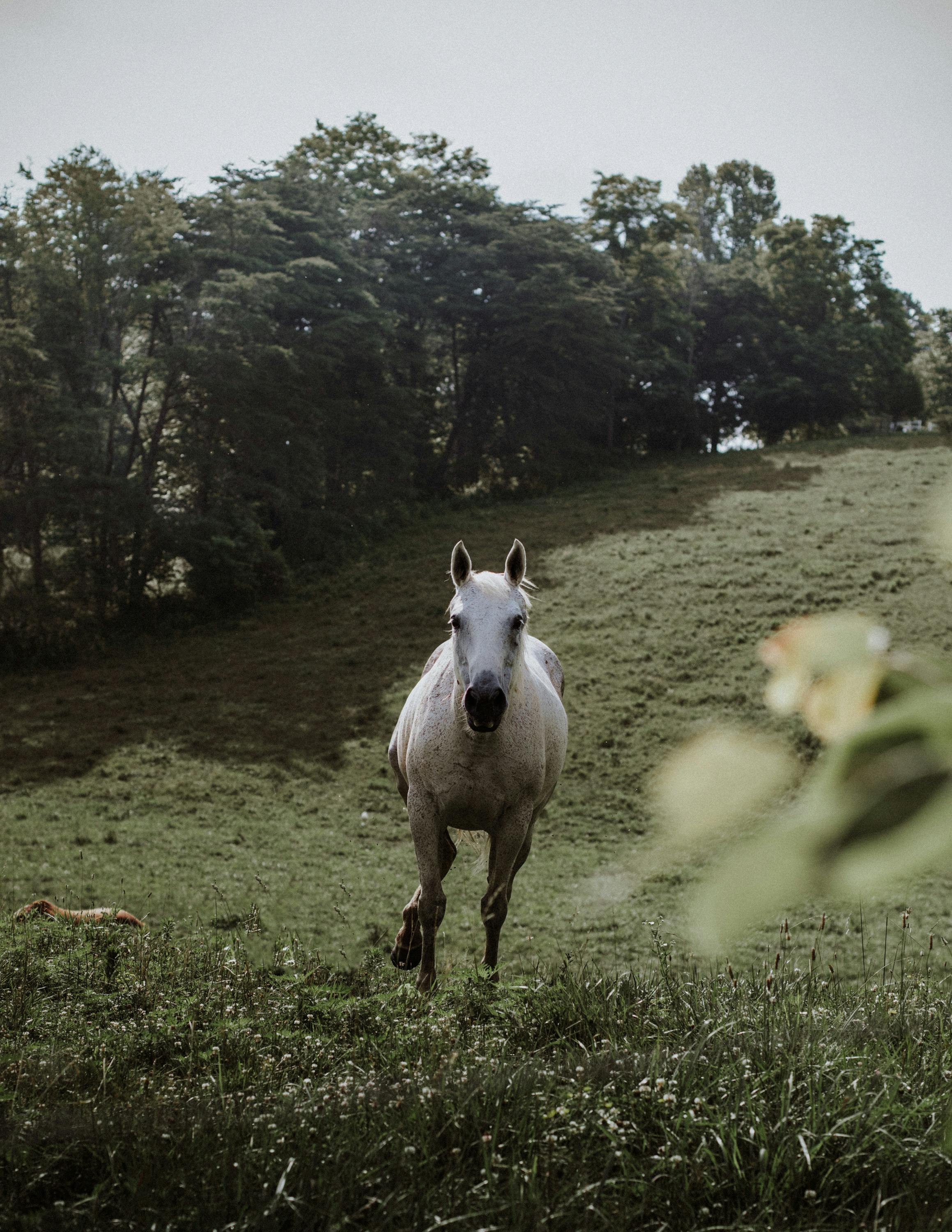 horsezilla