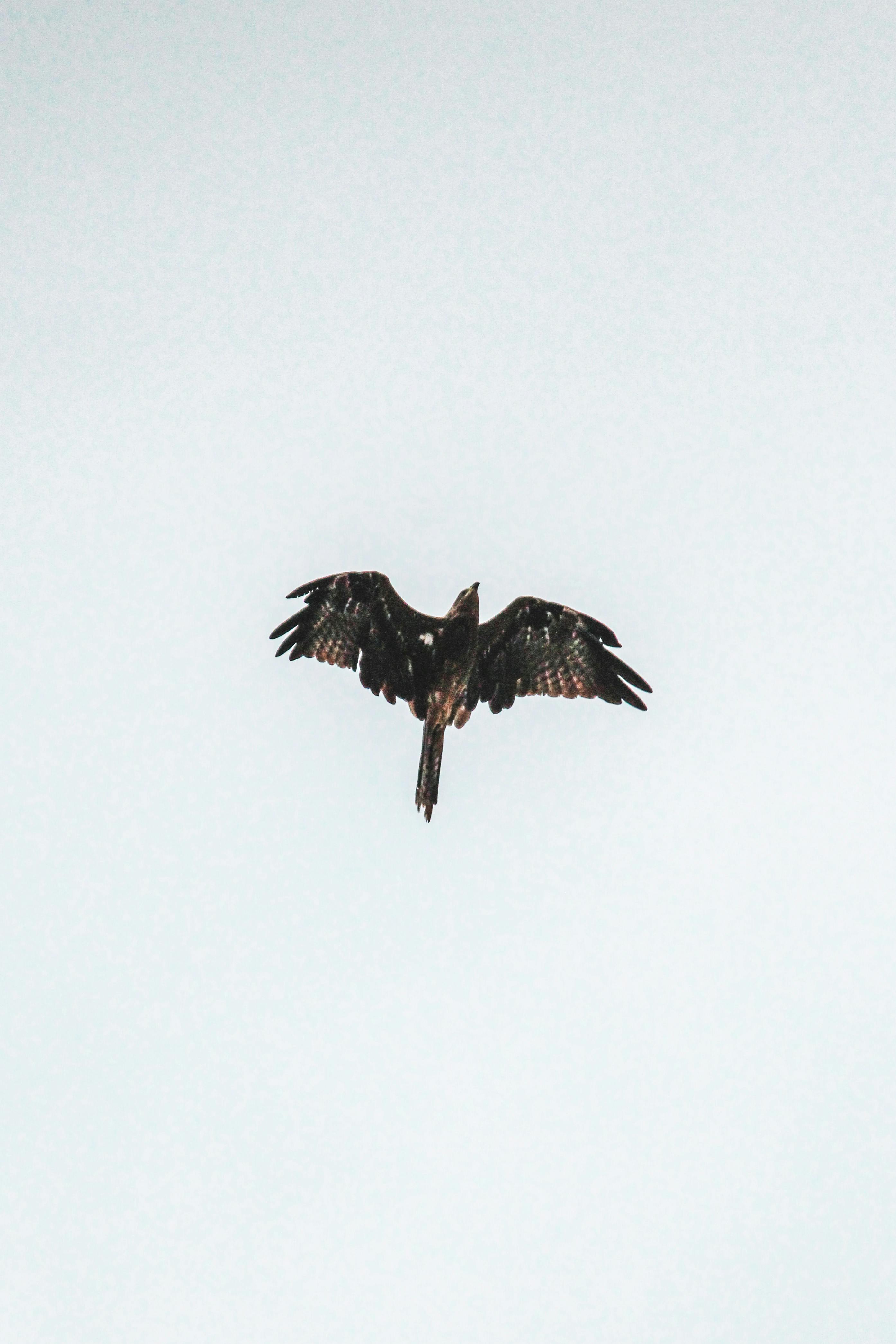 A lone bird soars high in the sky, embodying freedom and grace.
