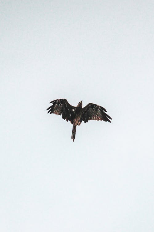 Free Black Bird Flying Under White Sky Stock Photo