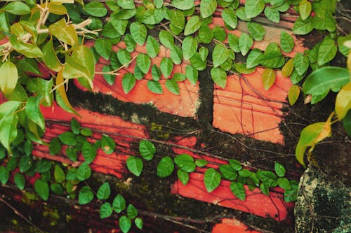 Close-up of Ivy Growing on Plant