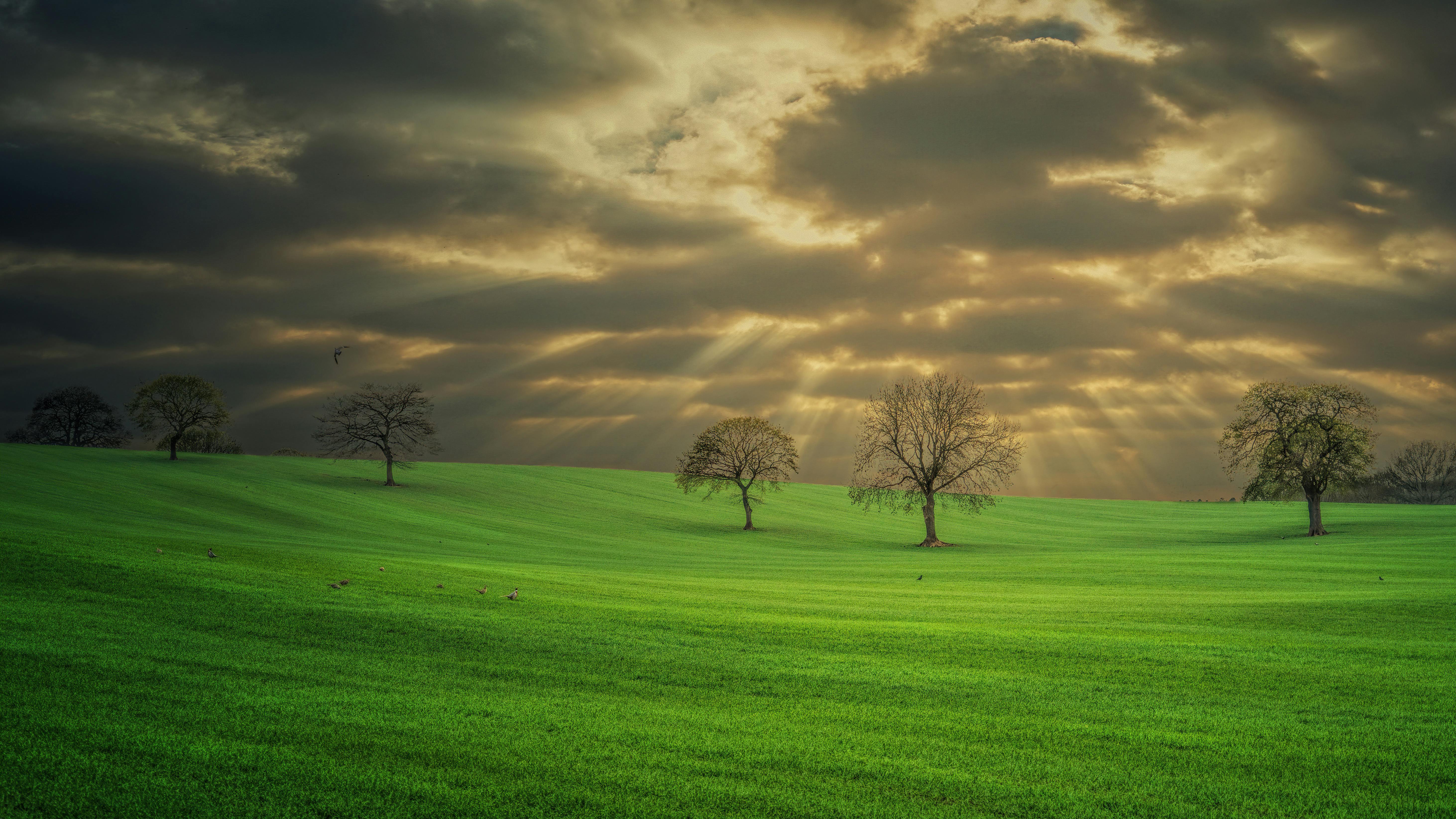 Green Field With Trees · Free Stock Photo