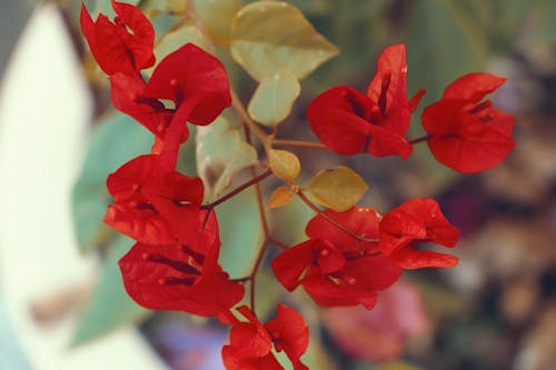 Close-up of Red Flowers