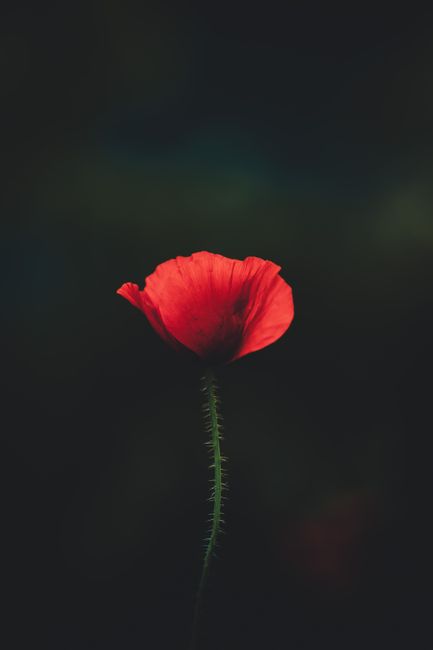 A stunning image of a red poppy illuminated against a dark background, showcasing the delicate petals.