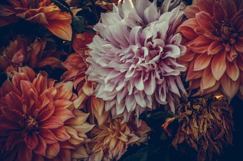 Free Close-Up Photo of Flowers Stock Photo
