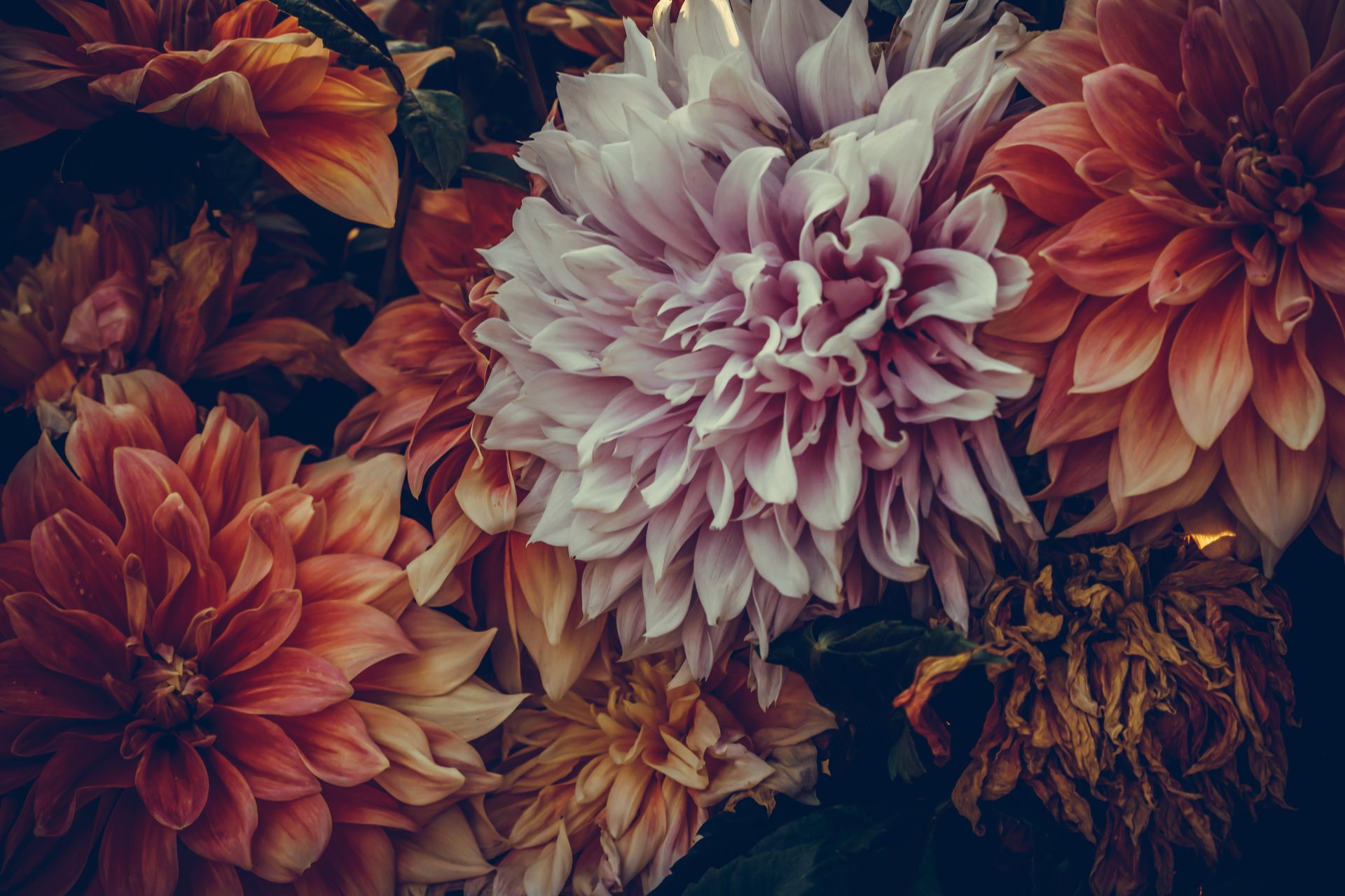 Close-Up Photo of Flowers