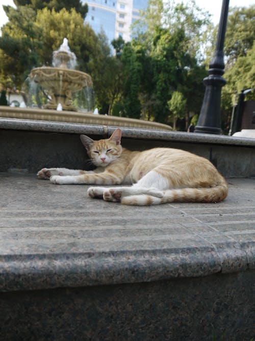 Foto profissional grátis de gato, gato de rua, kedi