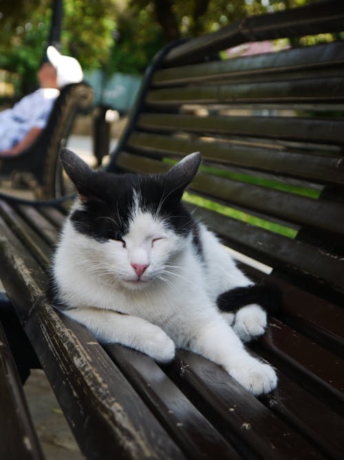 Foto profissional grátis de gato