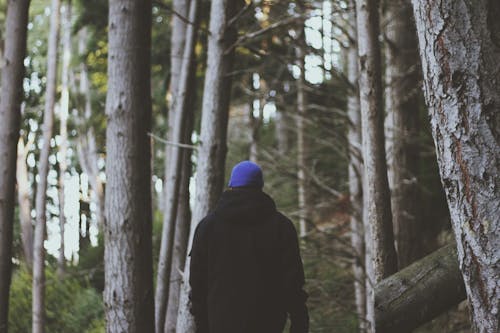 Vue Arrière De L'homme En Forêt