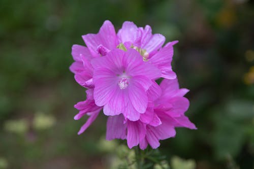 Free stock photo of beauty, botany, floral