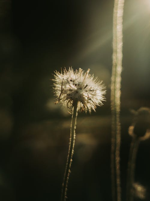 Бесплатное стоковое фото с красивый цветок, сушеная трава