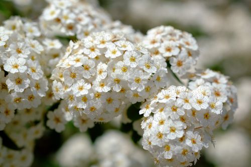Free Detailed close-up of white Thunberg spiraea flowers blooming in sunlight. Stock Photo