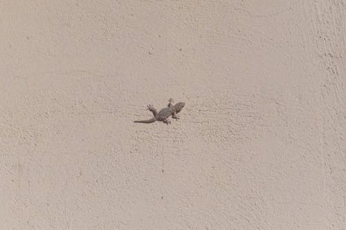 Kostnadsfri bild av djur, gecko, lagarto