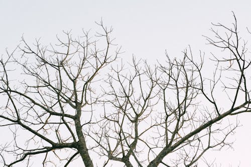 Free stock photo of autumn trees, bright sky, horizontal