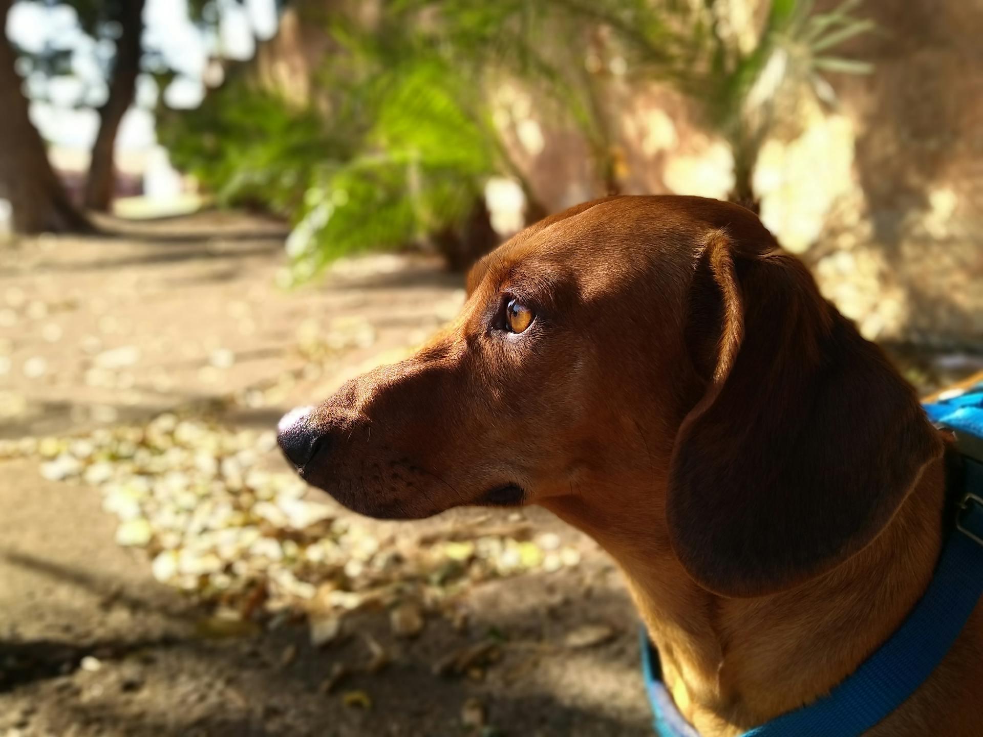 Portrait of Dachshund