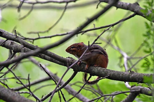 Chipmunk 