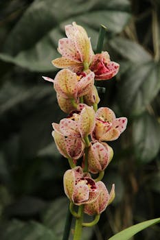 在郁郁葱葱的花园中，盛开的斑点兰花特写镜头展示了它们充满活力的花瓣