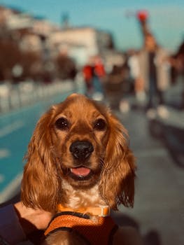 在伊斯坦布尔的街道上，可爱的可卡犬正享受着阳光明媚的一天，捕捉着欢乐与温暖