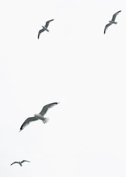 A serene capture of seagulls in flight in Helsinki, Finland. by Matt Hardy